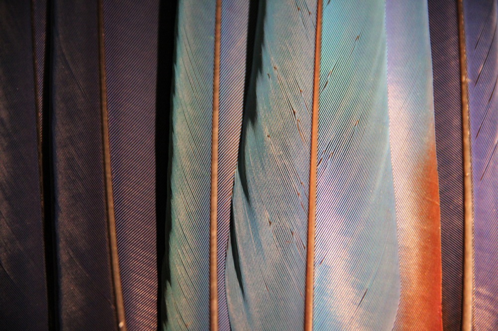 Feathers | sacred tools | healing tools | Sacred Center Mystery School | Warwick, NY